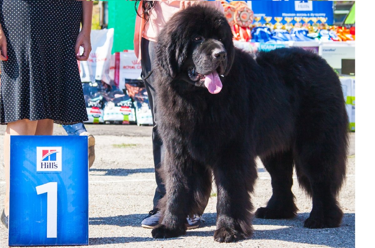 Ньюфаундленд чемпион мира
