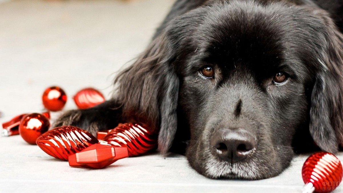 Новогодний ньюфаундленд