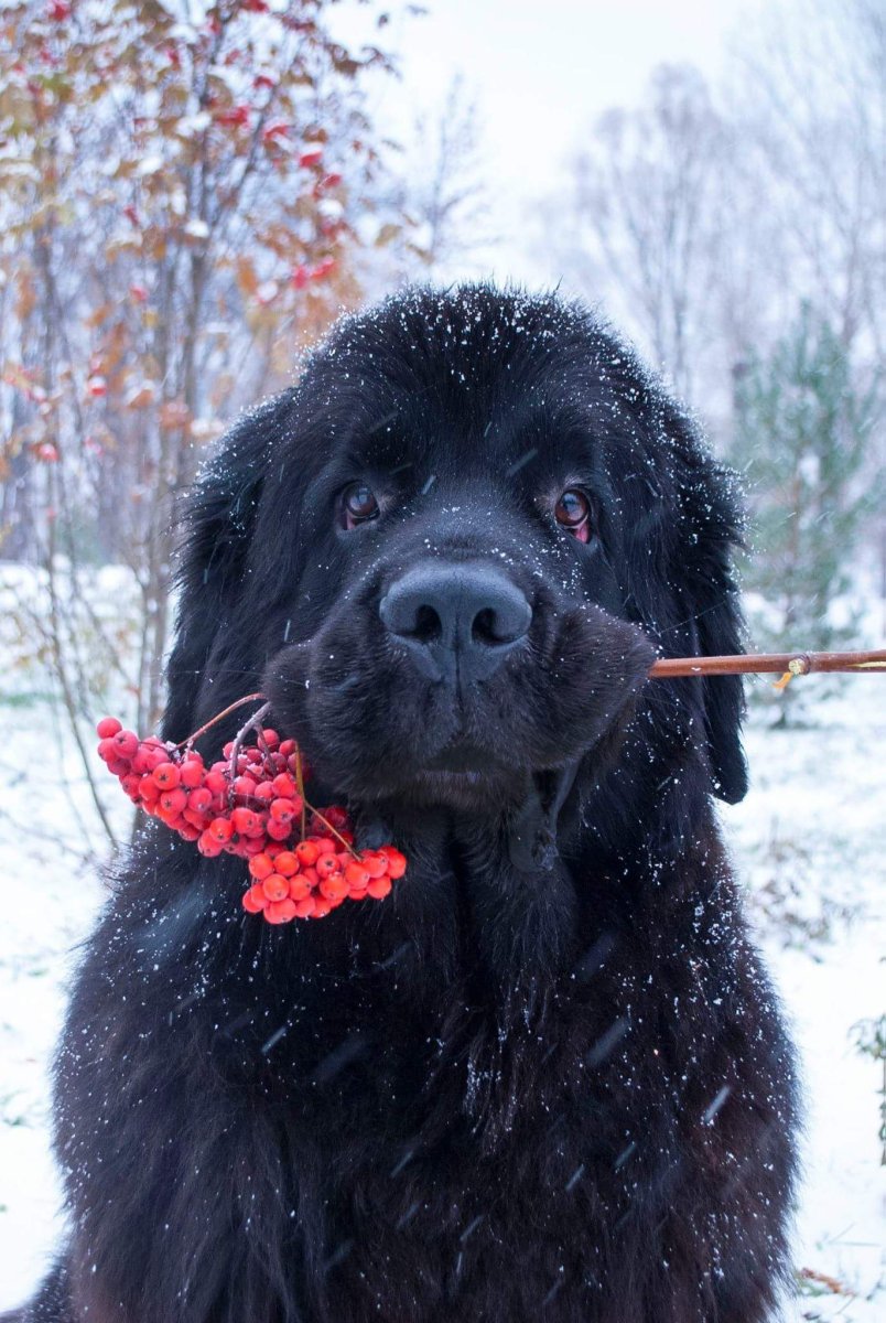 Ньюфаундленда поводырь
