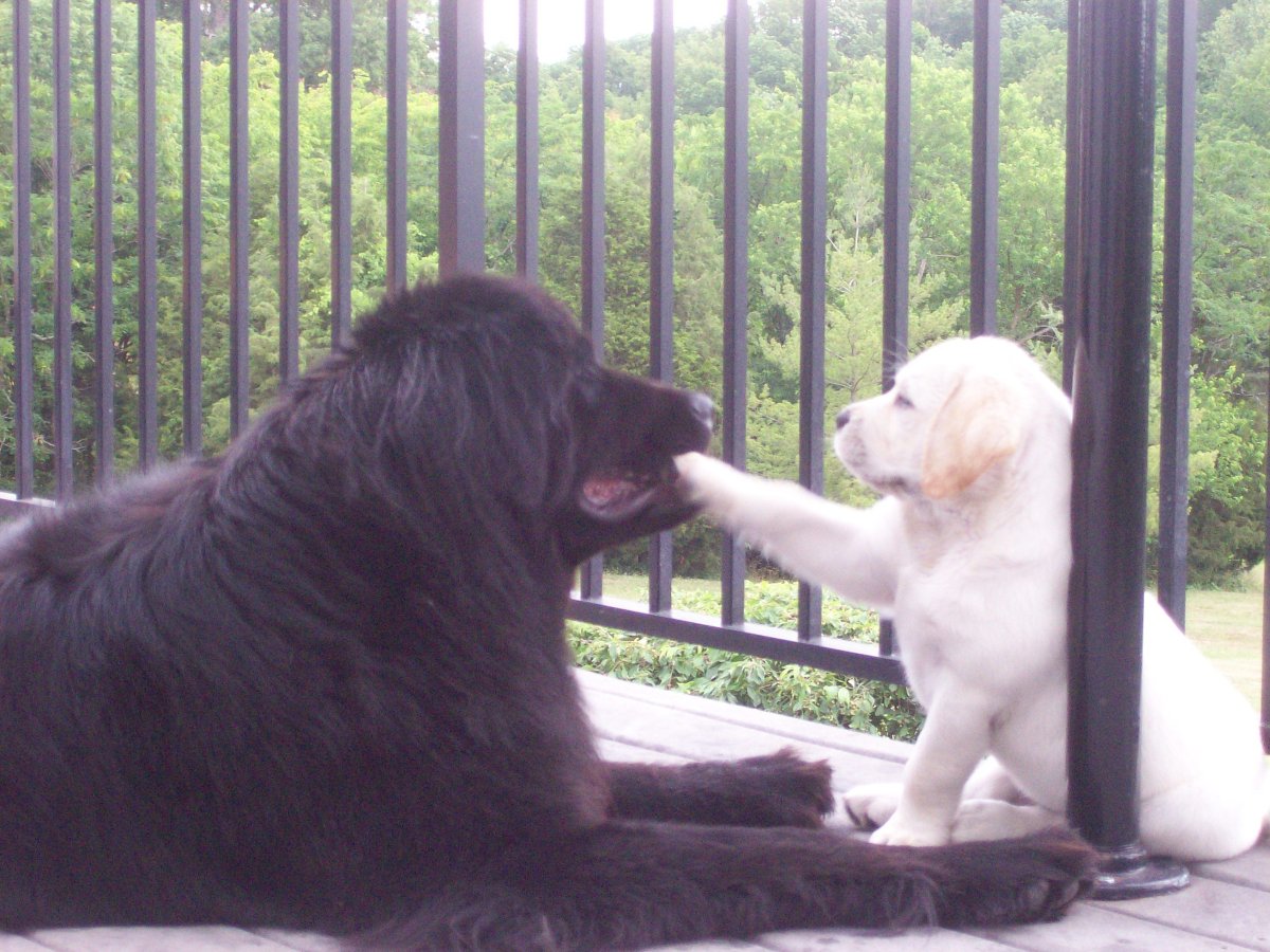 Ньюфаундленд нянька собака нянька