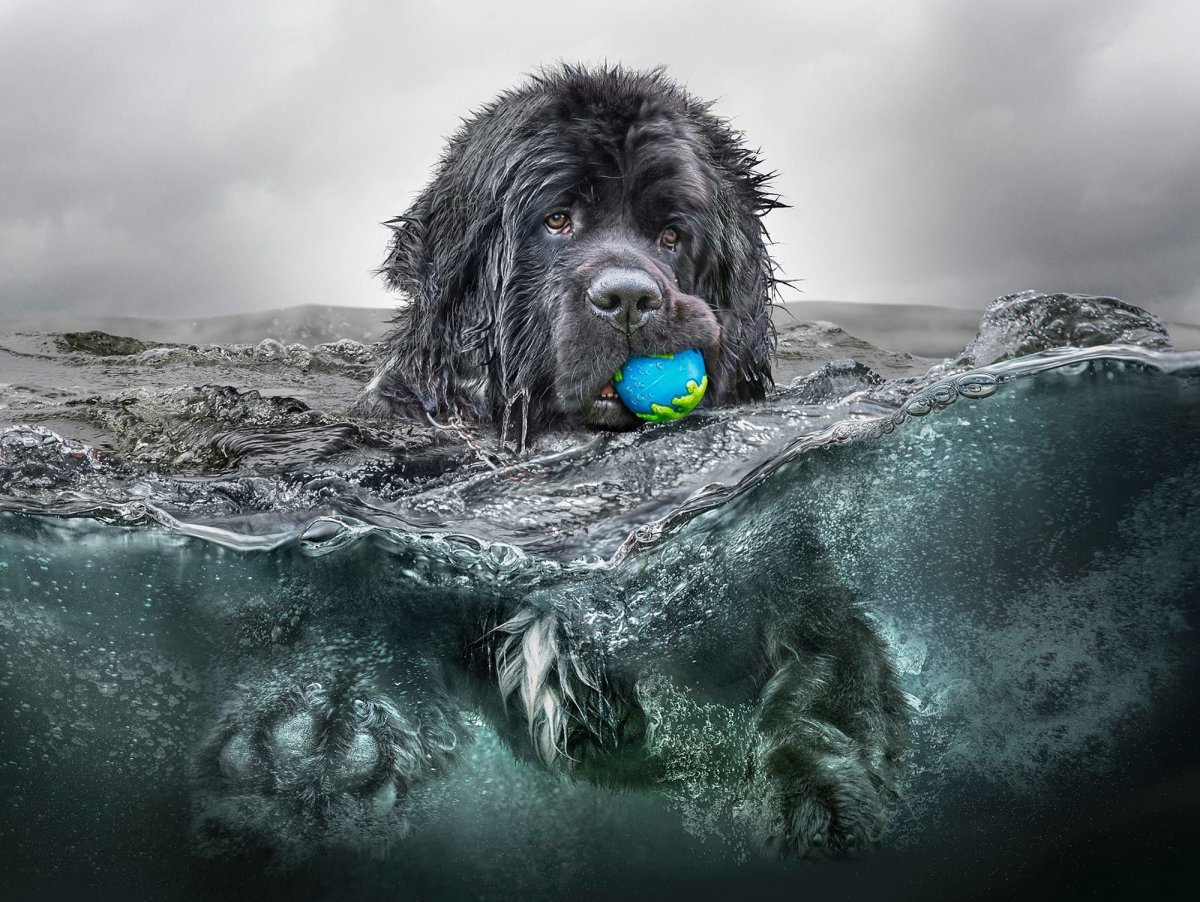 Ньюфаундленд ныряет