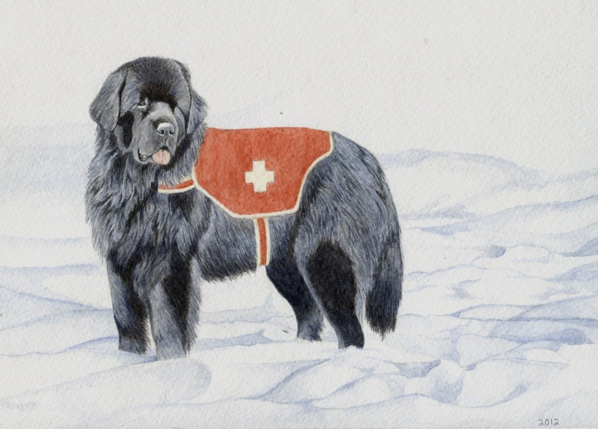 Собака спасатель ньюфаундленд