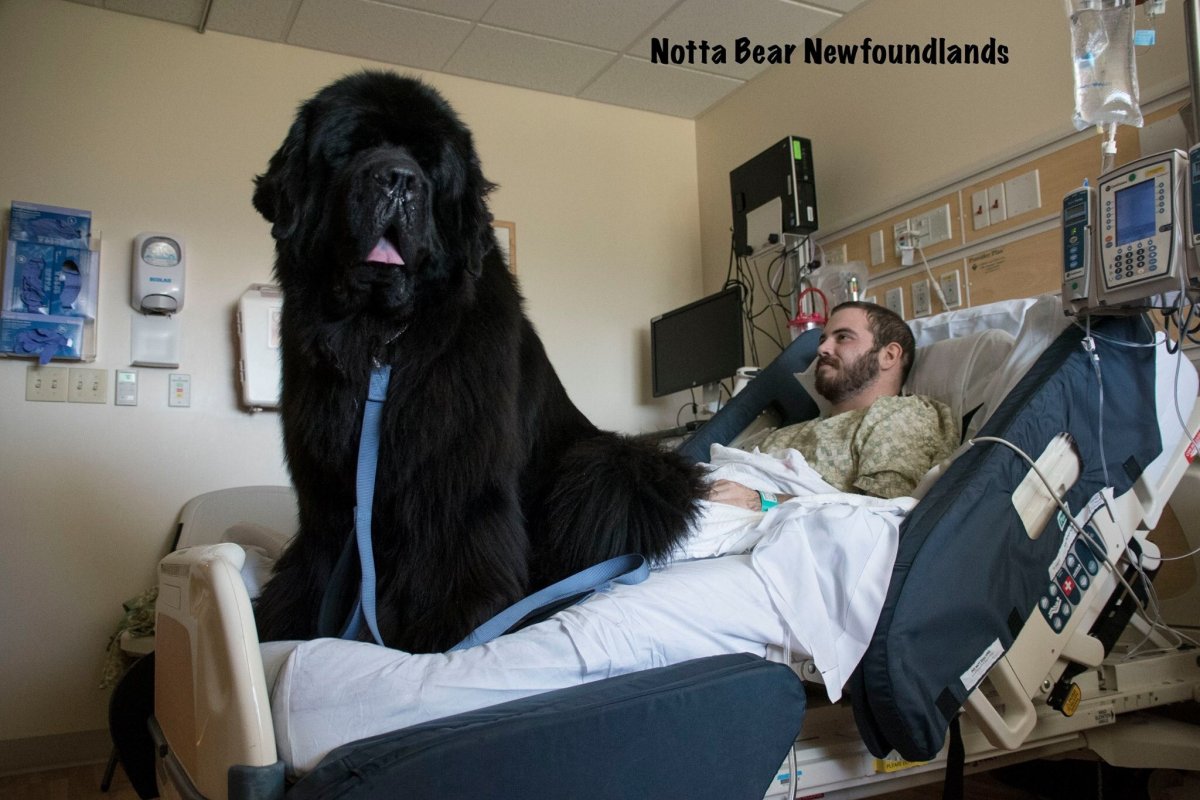 Ньюфаундленд на задних лапах