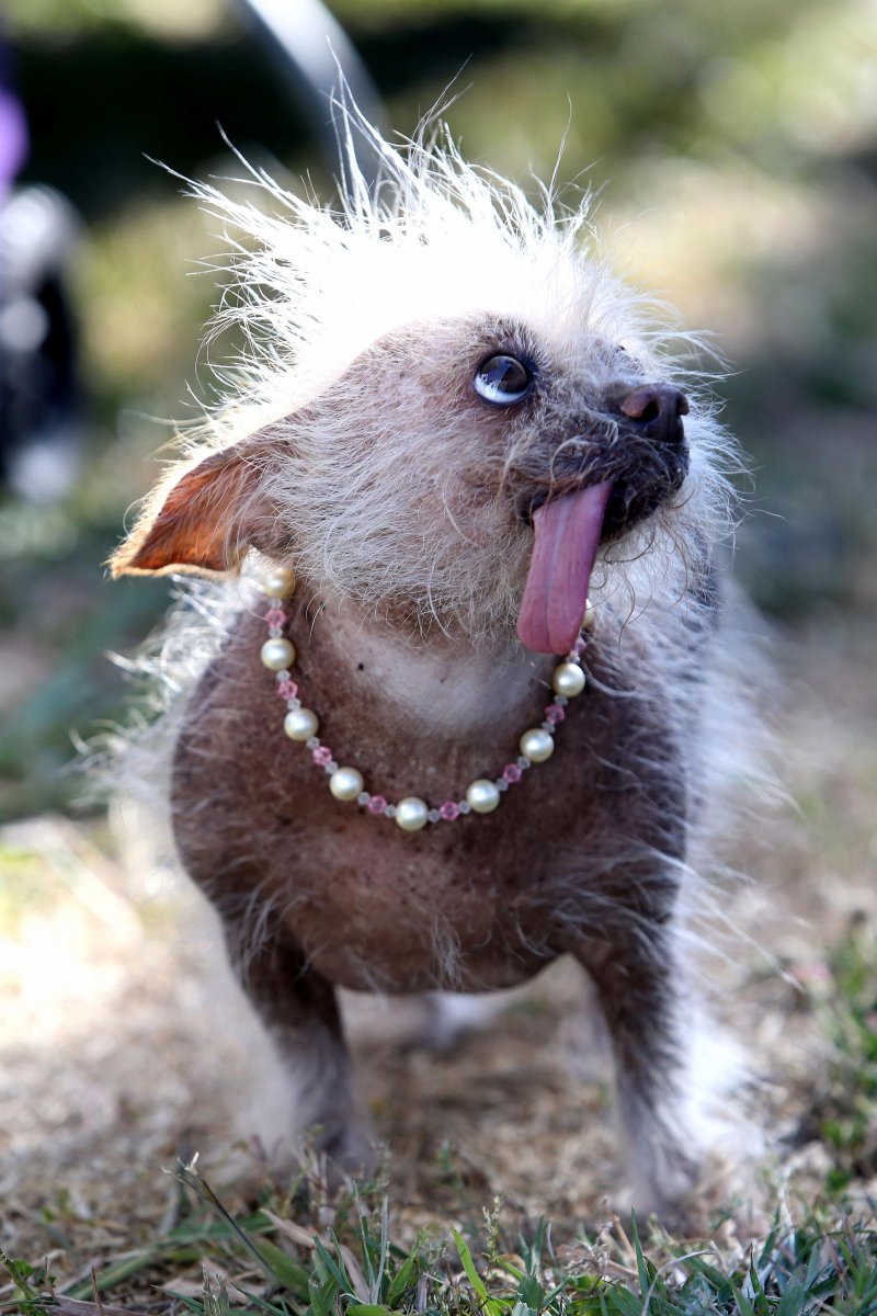 Китайская хохлатая сутулая