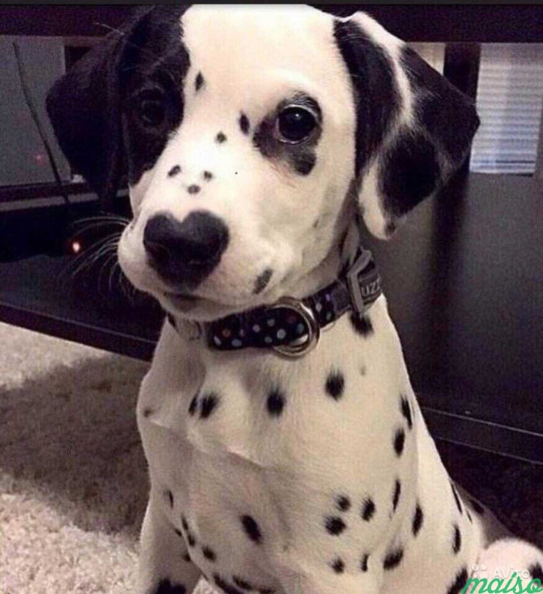 Ротвейлер альбинос