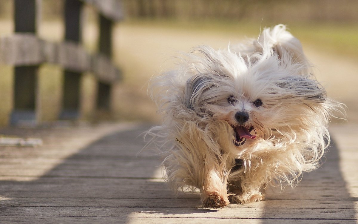 Мексиканская хохлатая уродливая