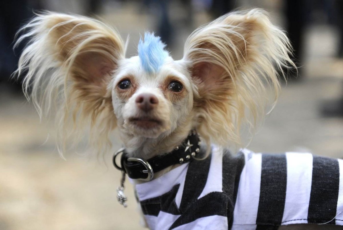 Пекинес лохматый