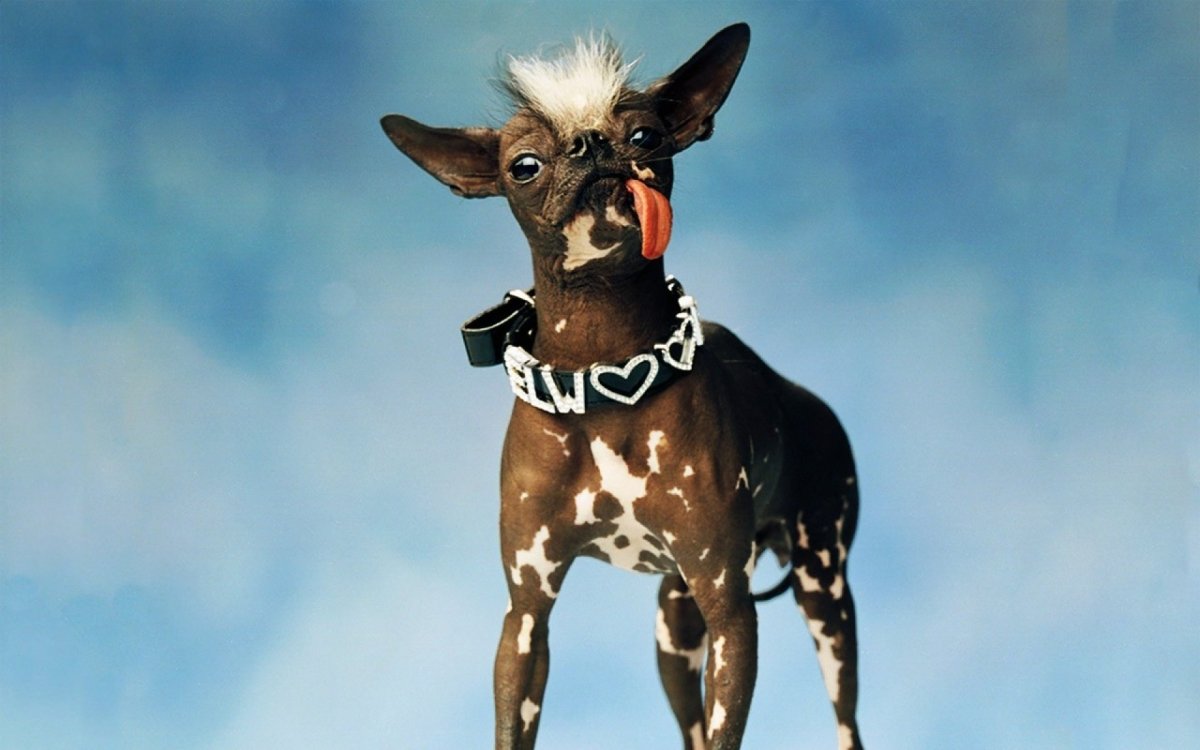 Лохматая собачка