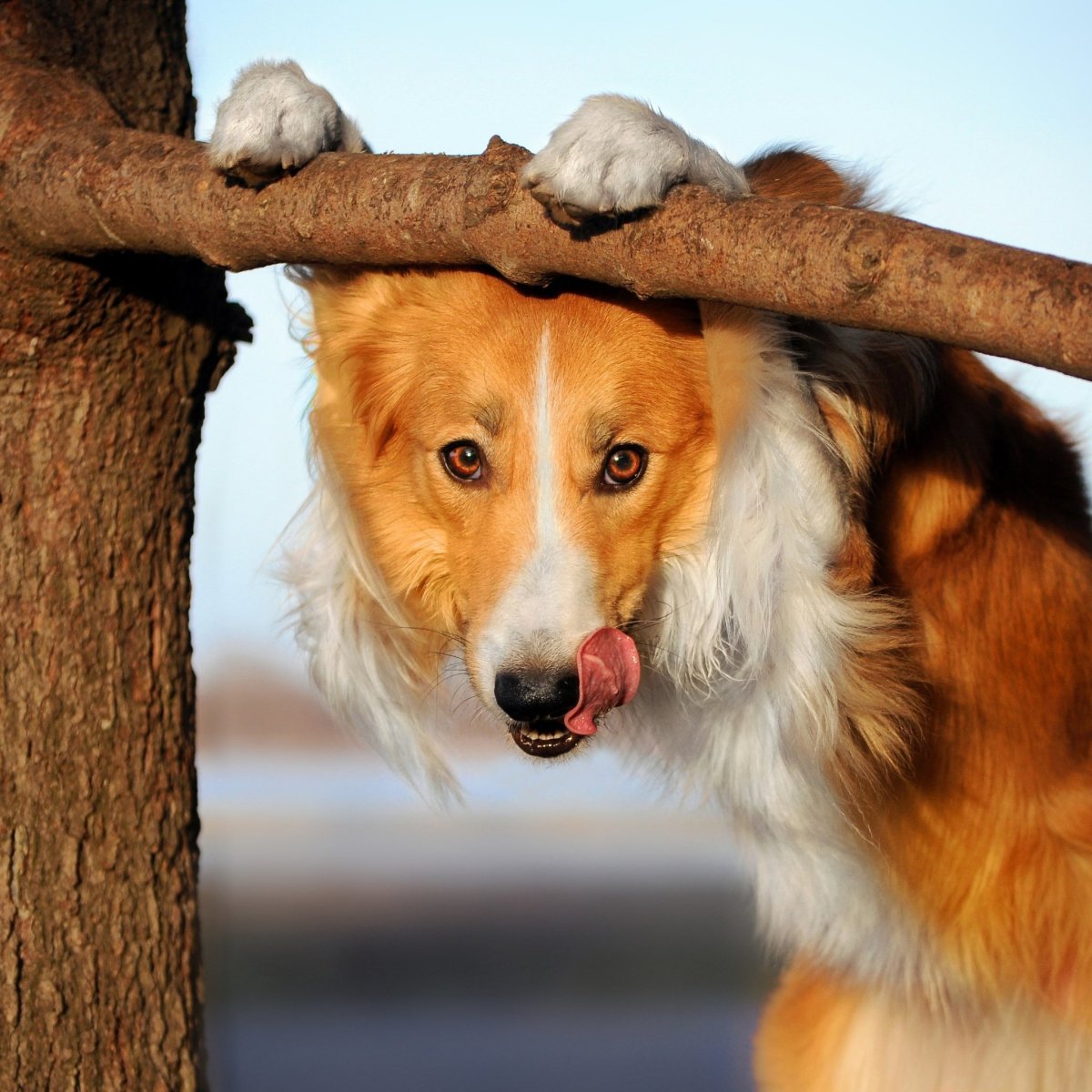 Красивая такса