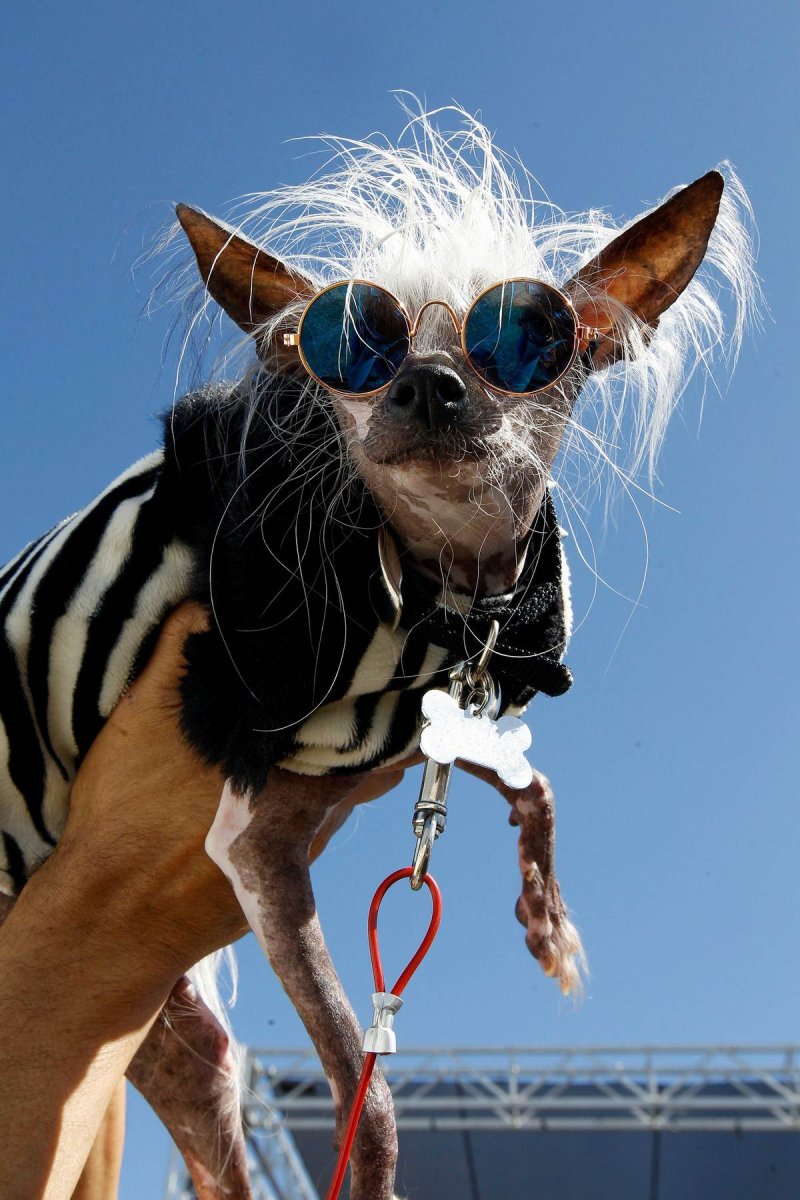 Бельгийский гриффон кальмар