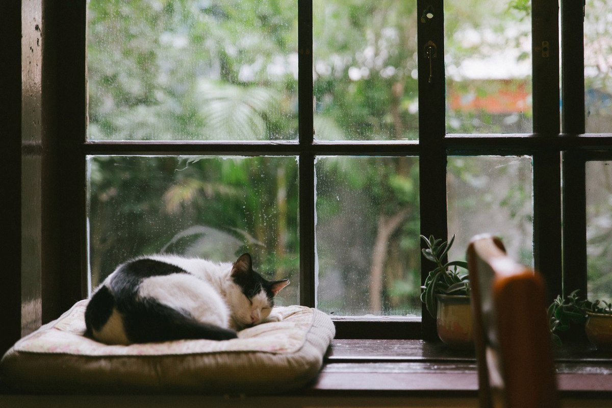 Уединение кошки