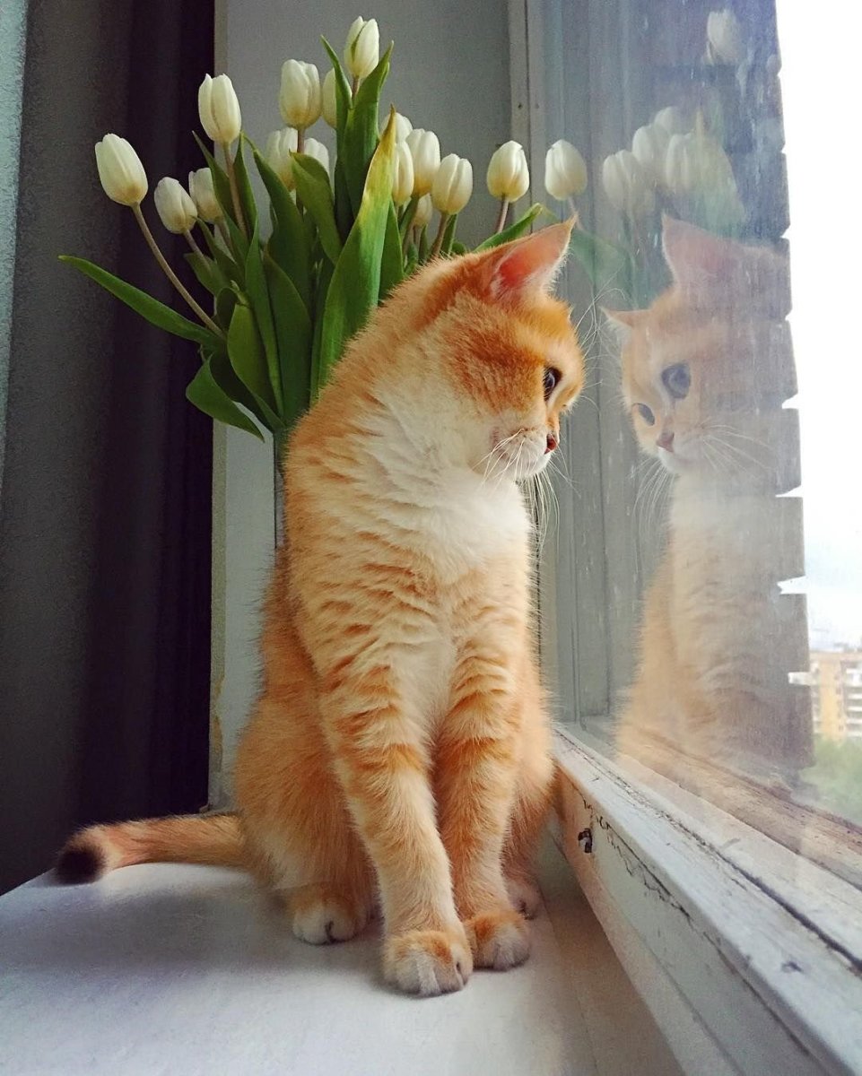 Кот на подоконнике Весна