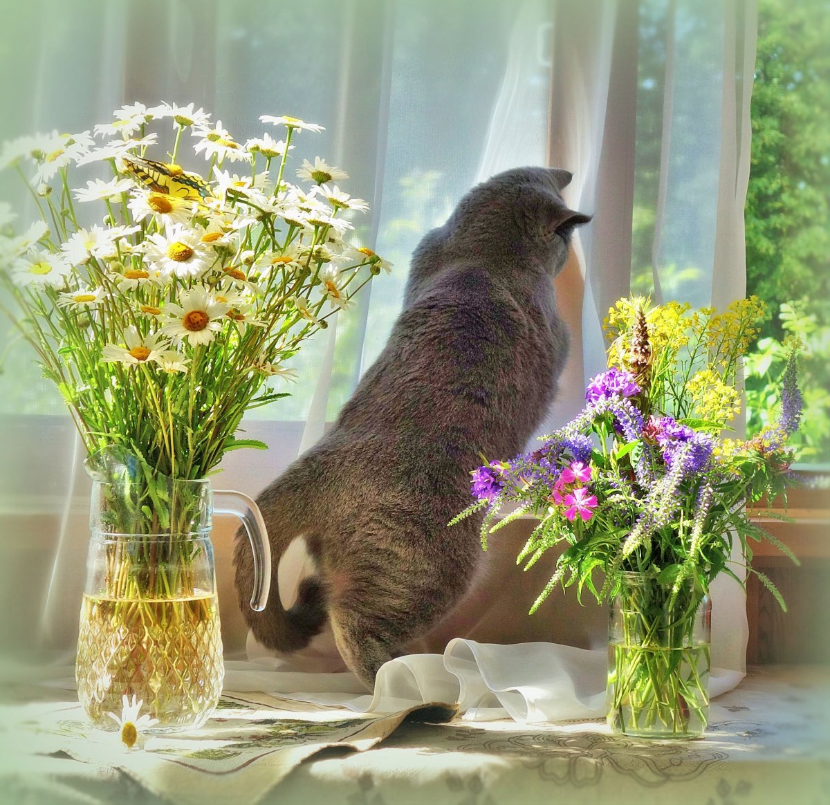 Летнее утро с котом