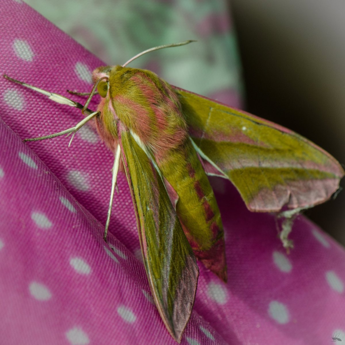 Винный Бражник бабочка