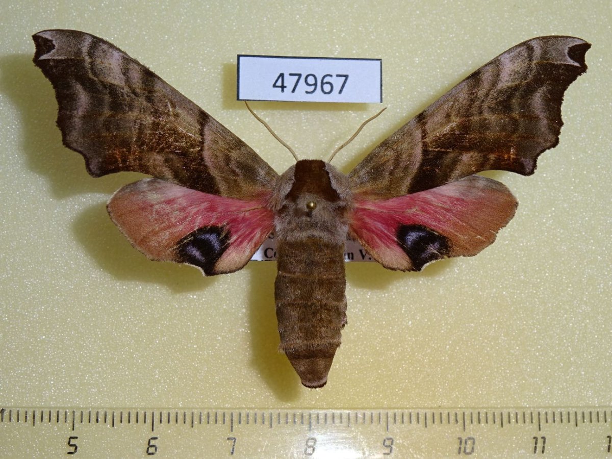 Винный Бражник Крылья