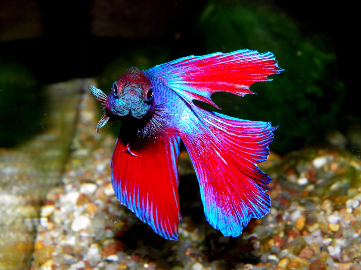 Мандаринка (китайский окунь)