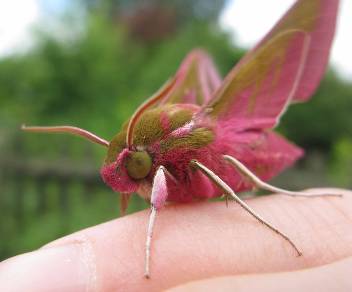 Hawk Moth Caterpillar гусеница