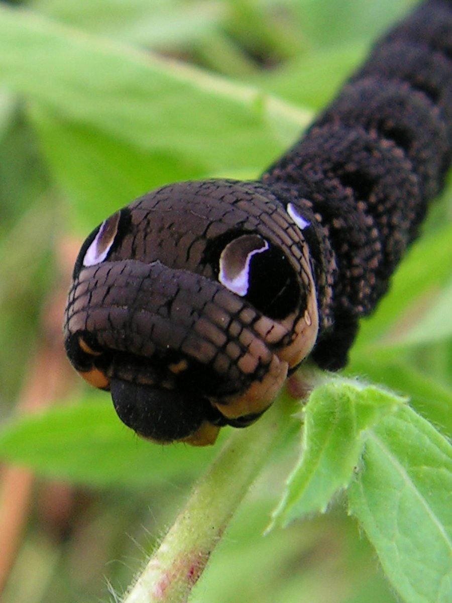 Кленовый Бражник