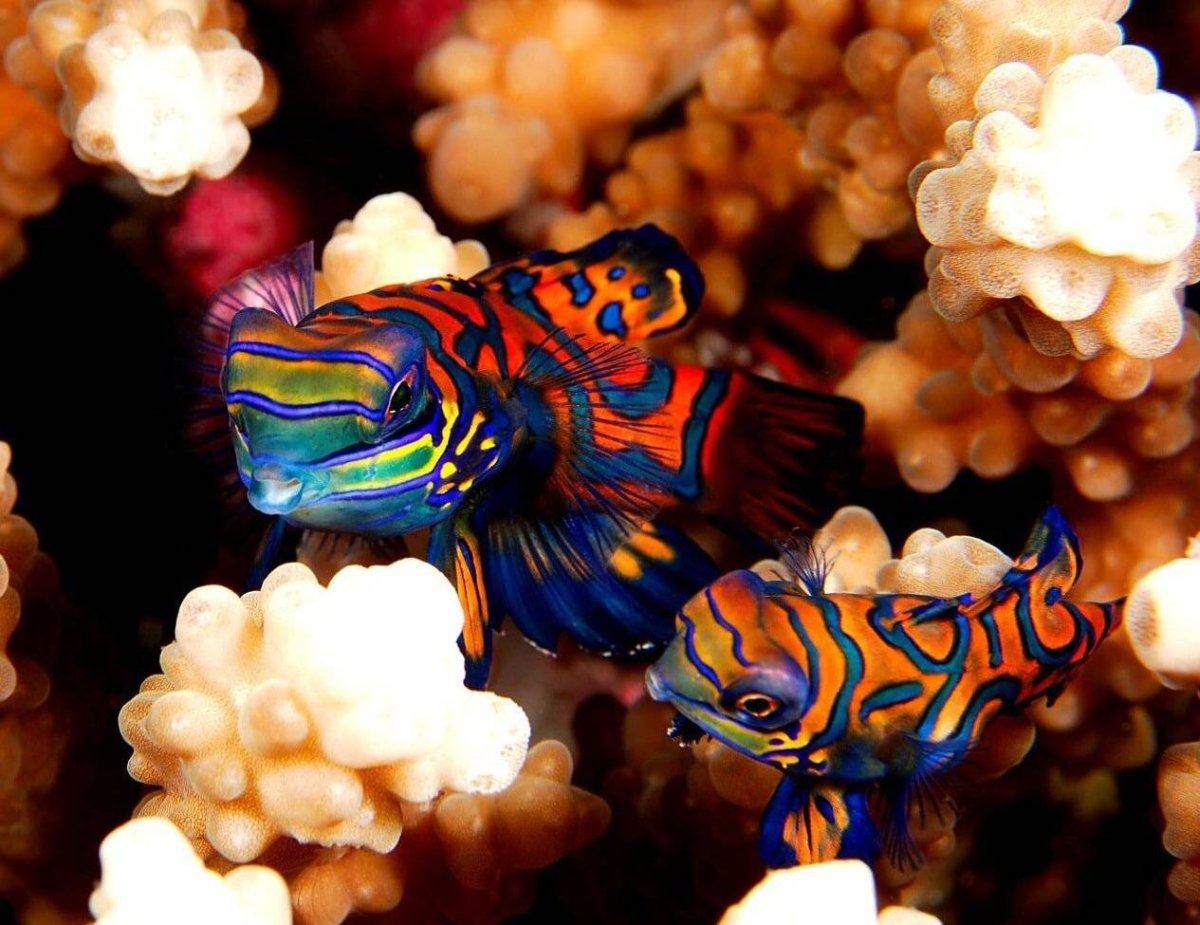 Пятнистый спинорог