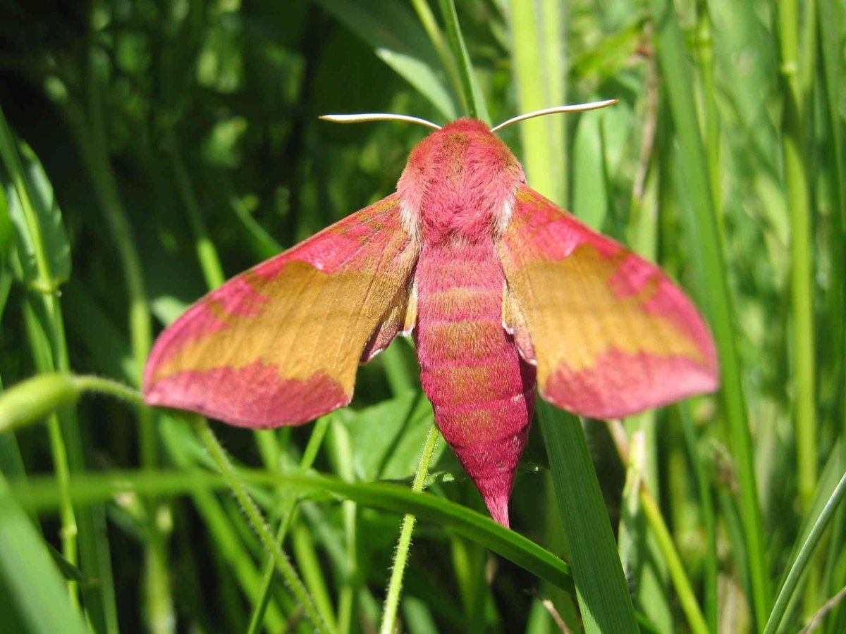 Винные насекомые