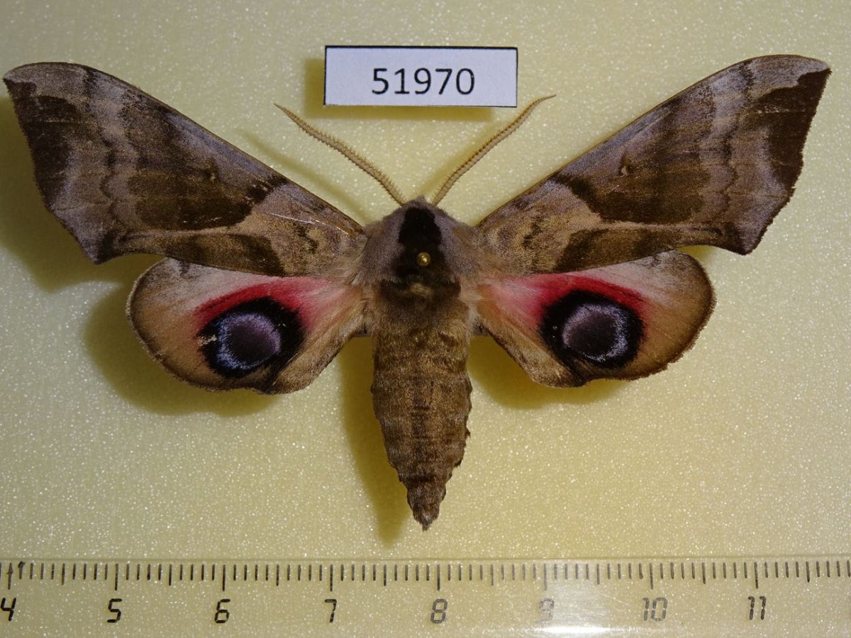 Бражник малый винный 1087