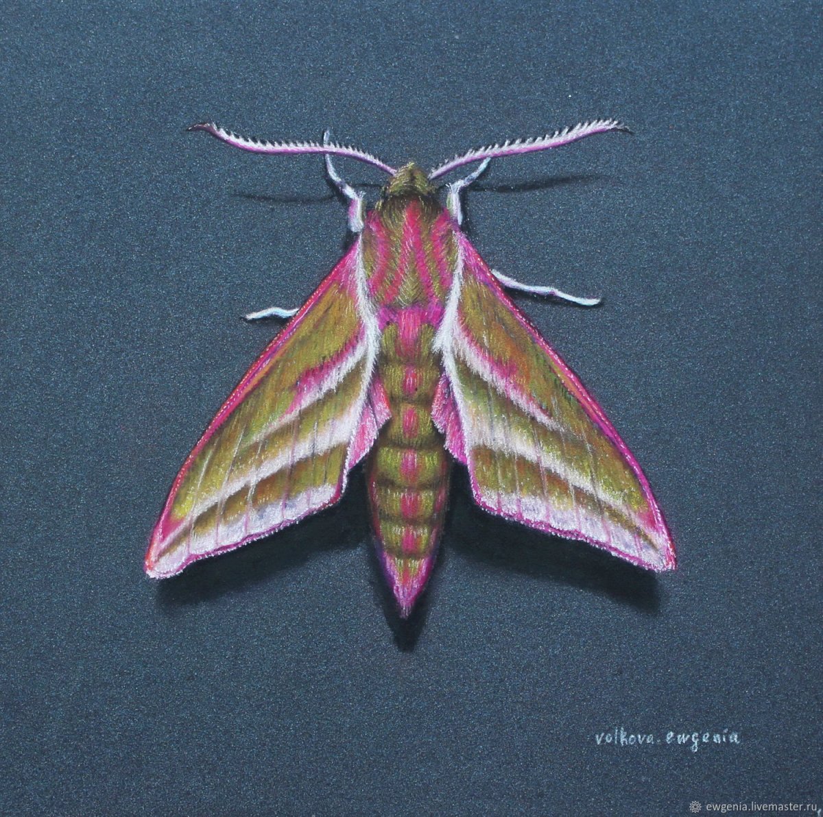 Бабочка розовый Бражник