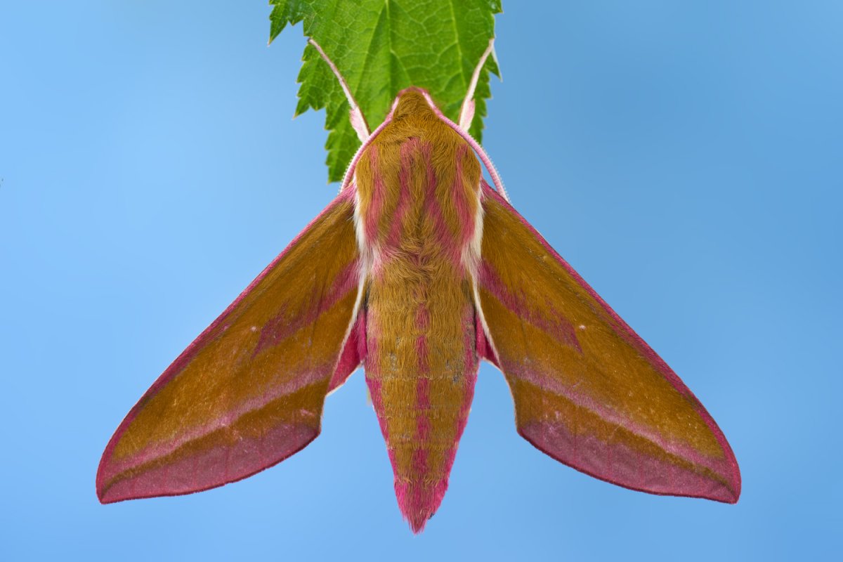 Бражник глазчатый кокон