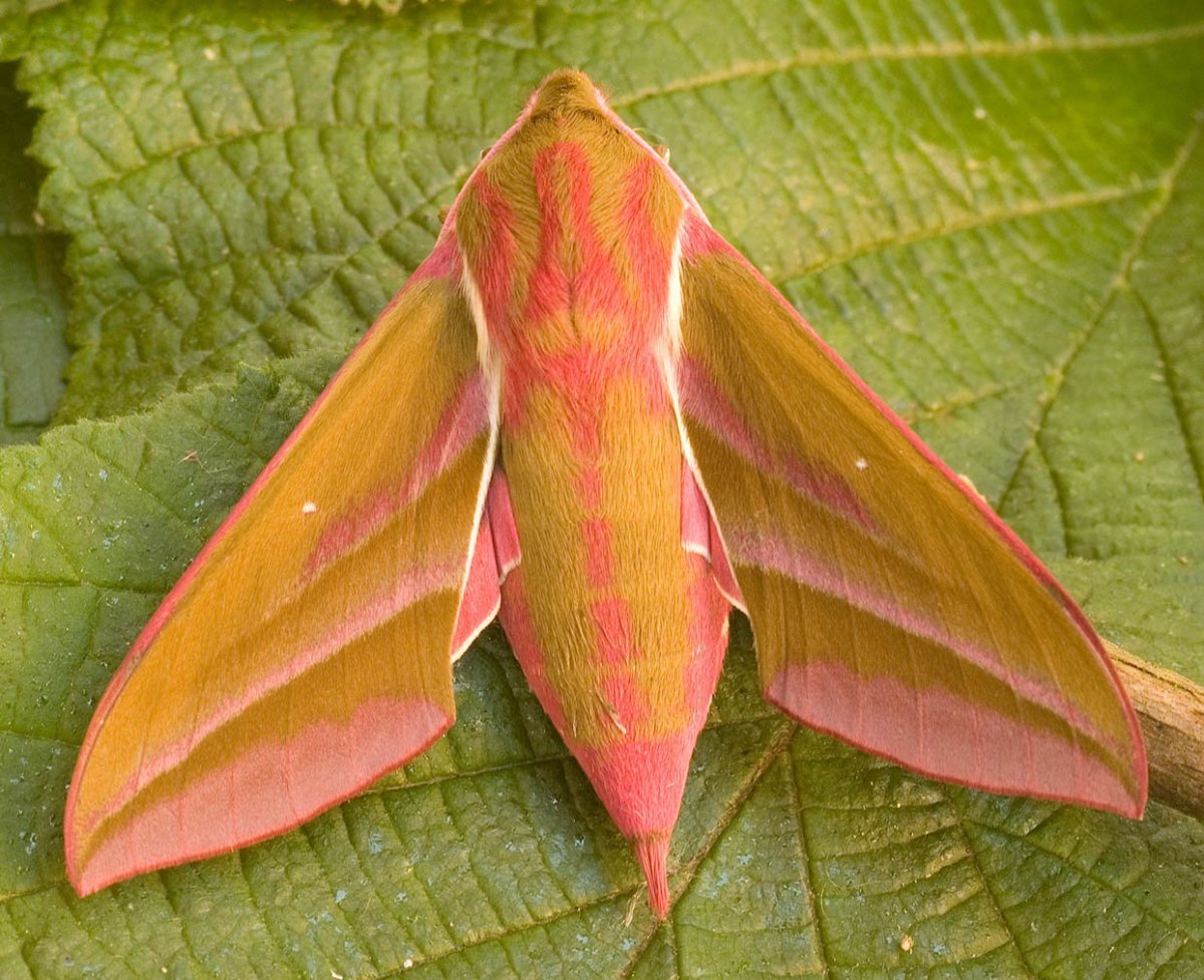 Бражник малый винный бабочка