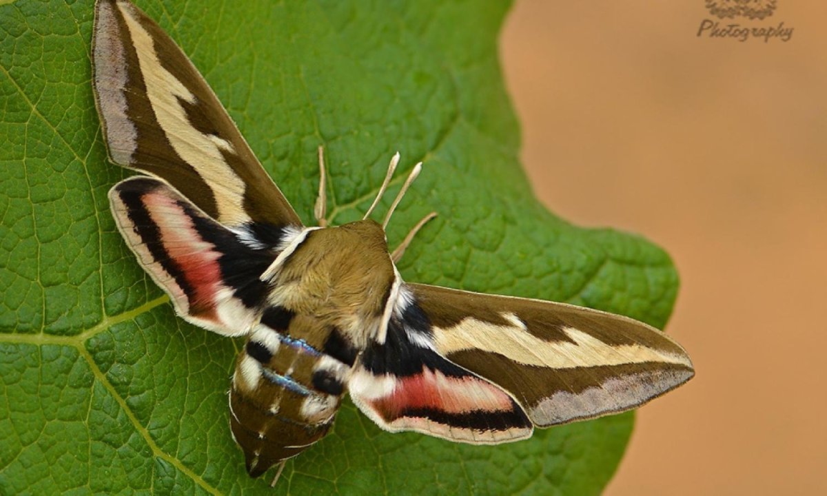 Бражник линейчатый, ливорнский (Celerio lineata f. flivornica)