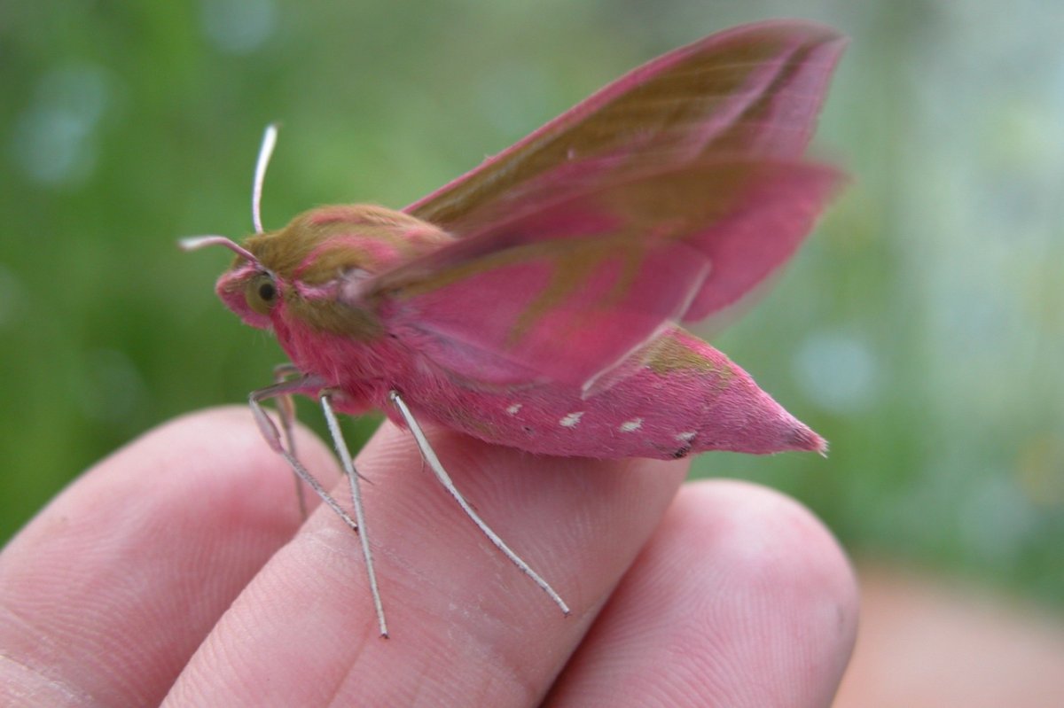 Бражник бабочка