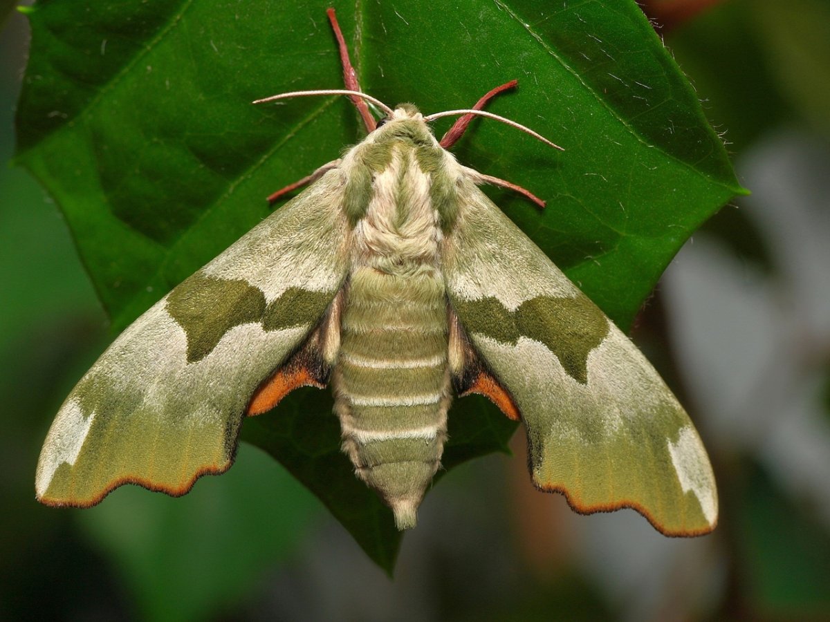 Ночная бабочка Бражник глазчатый