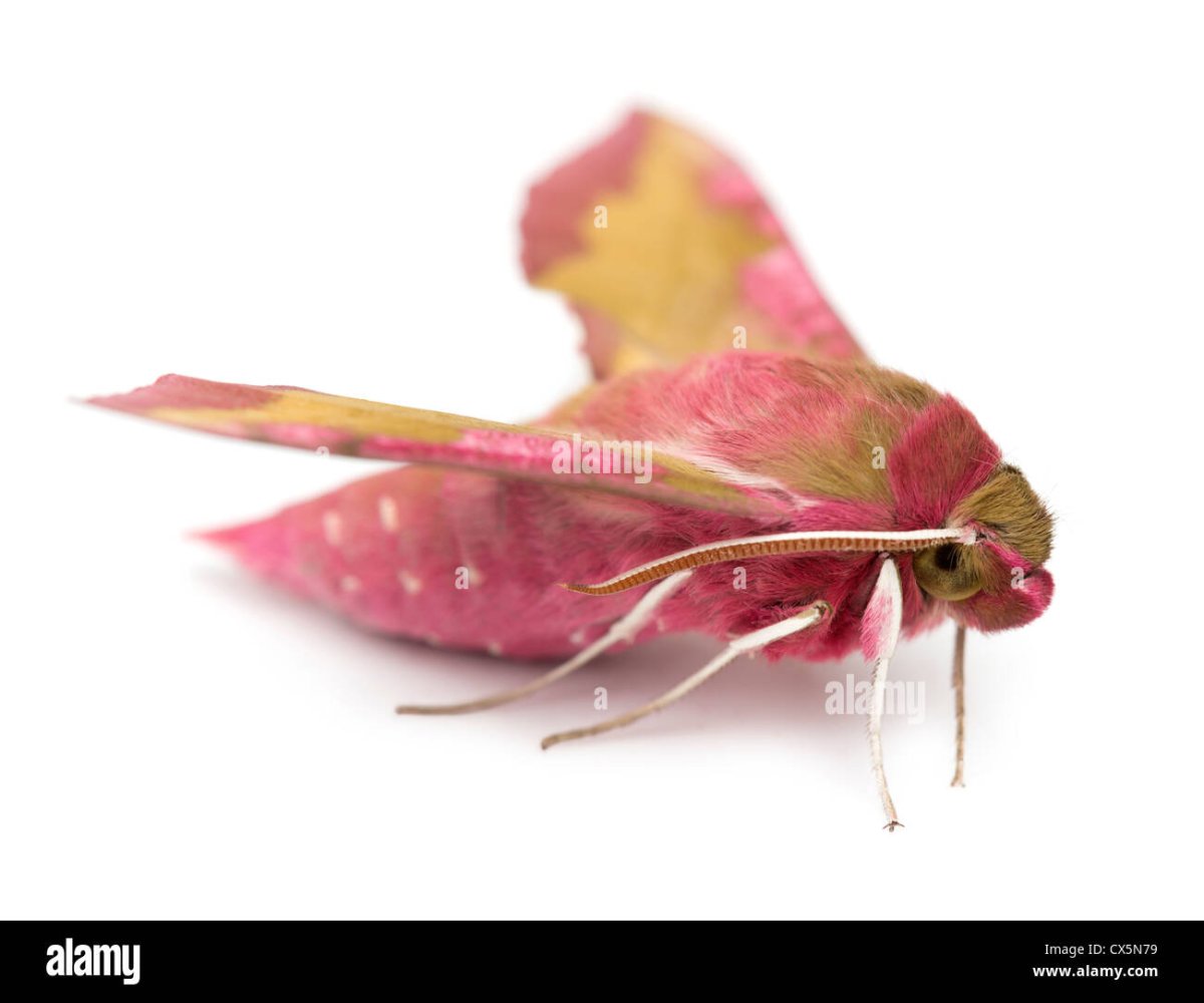 Винный Бражник бабочка