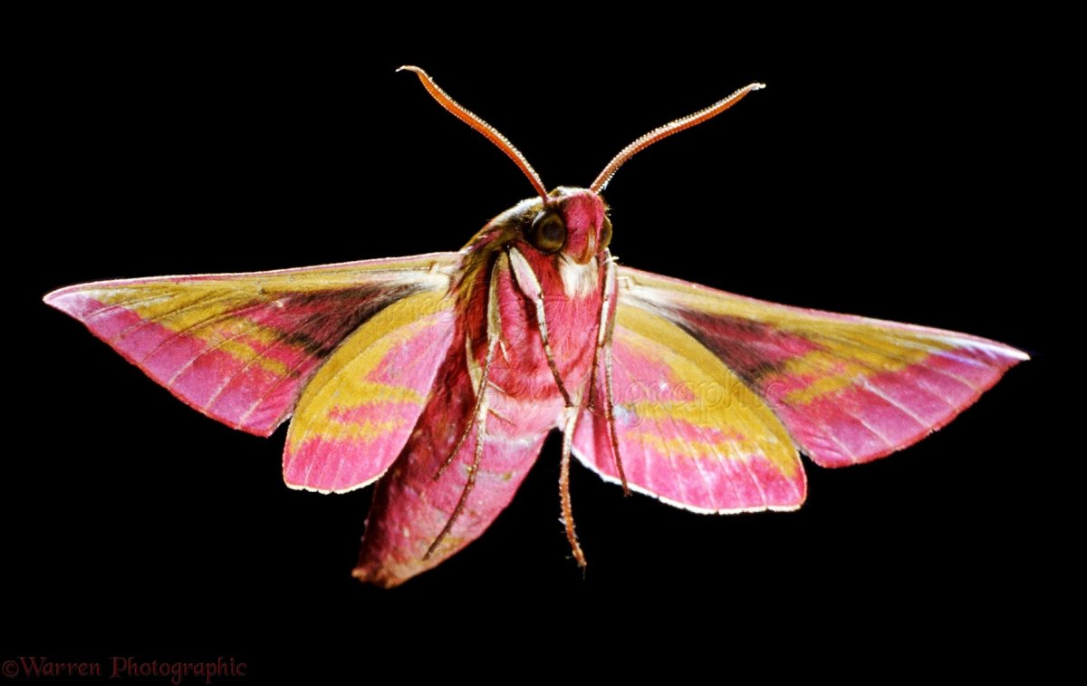 Elephant Hawk Moth бабочка