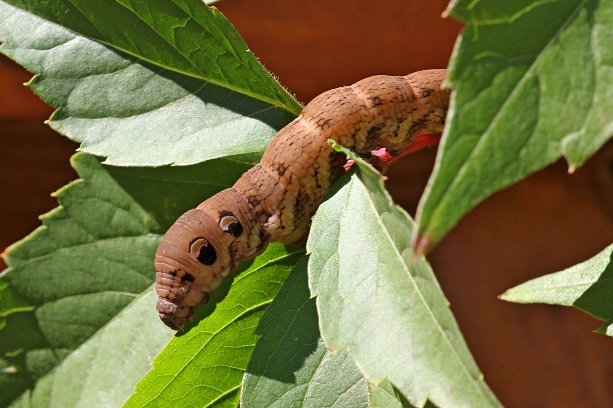 Бабочка шмелевидка жимолостная