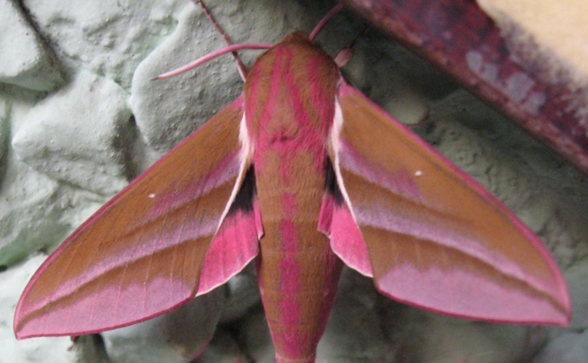 Розовые насекомые