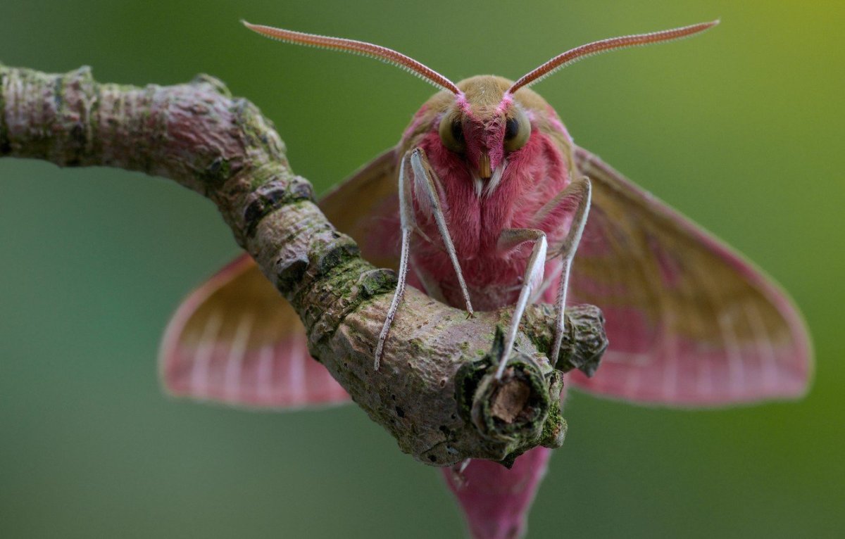 Бражник Эльпенор