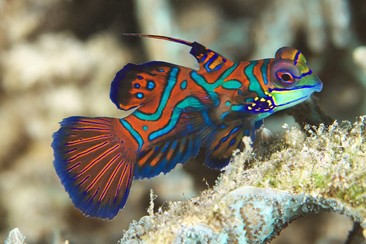 Ikan Hias laut mudah dipelihara 6,6 тыс. Просмотров · 2 года назад