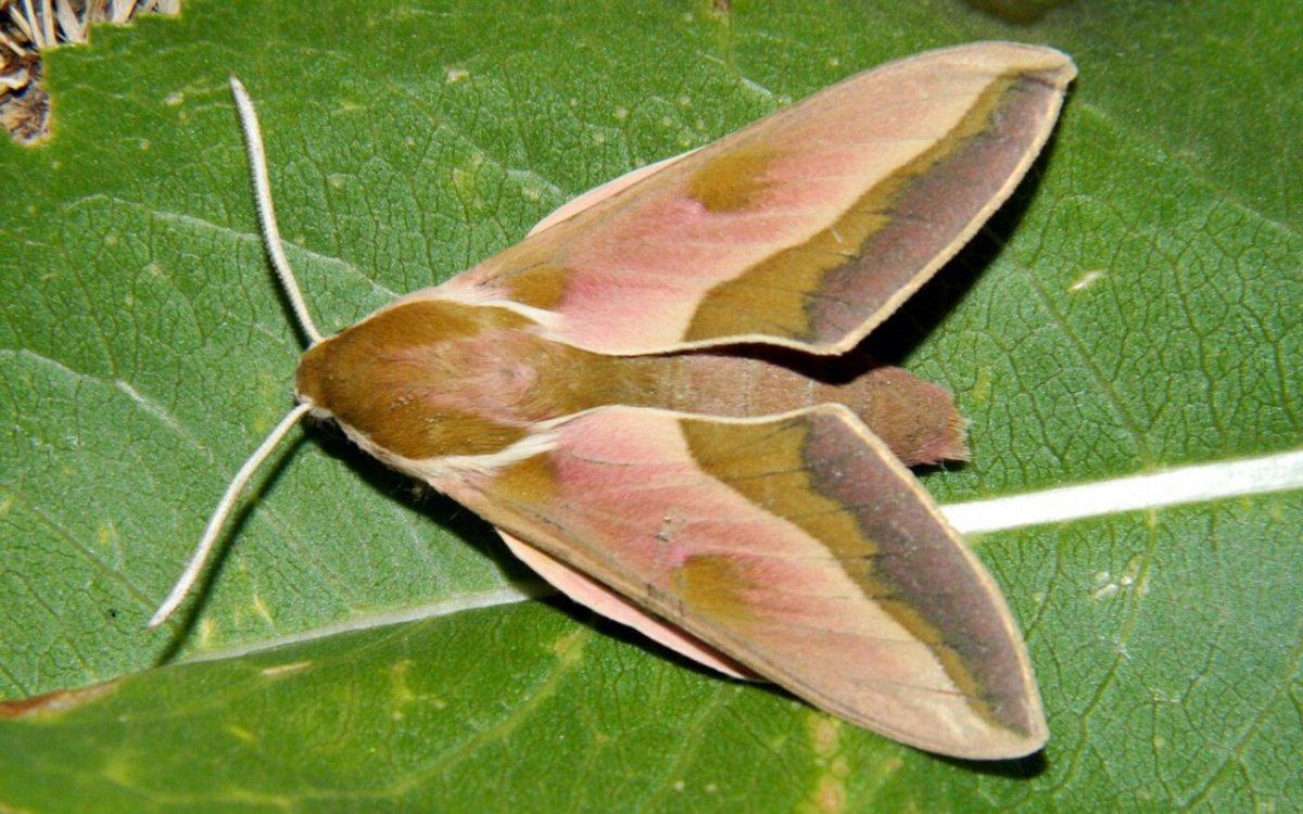 Papilio Troilus гусеница