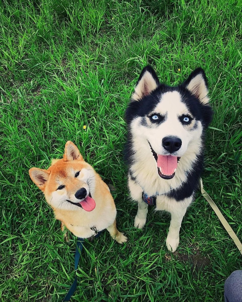 Бордер колли сиба