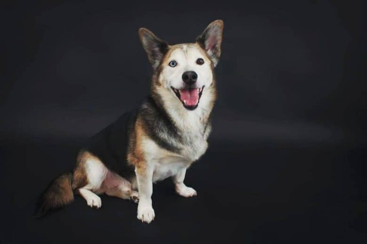 Метис корги и хаски