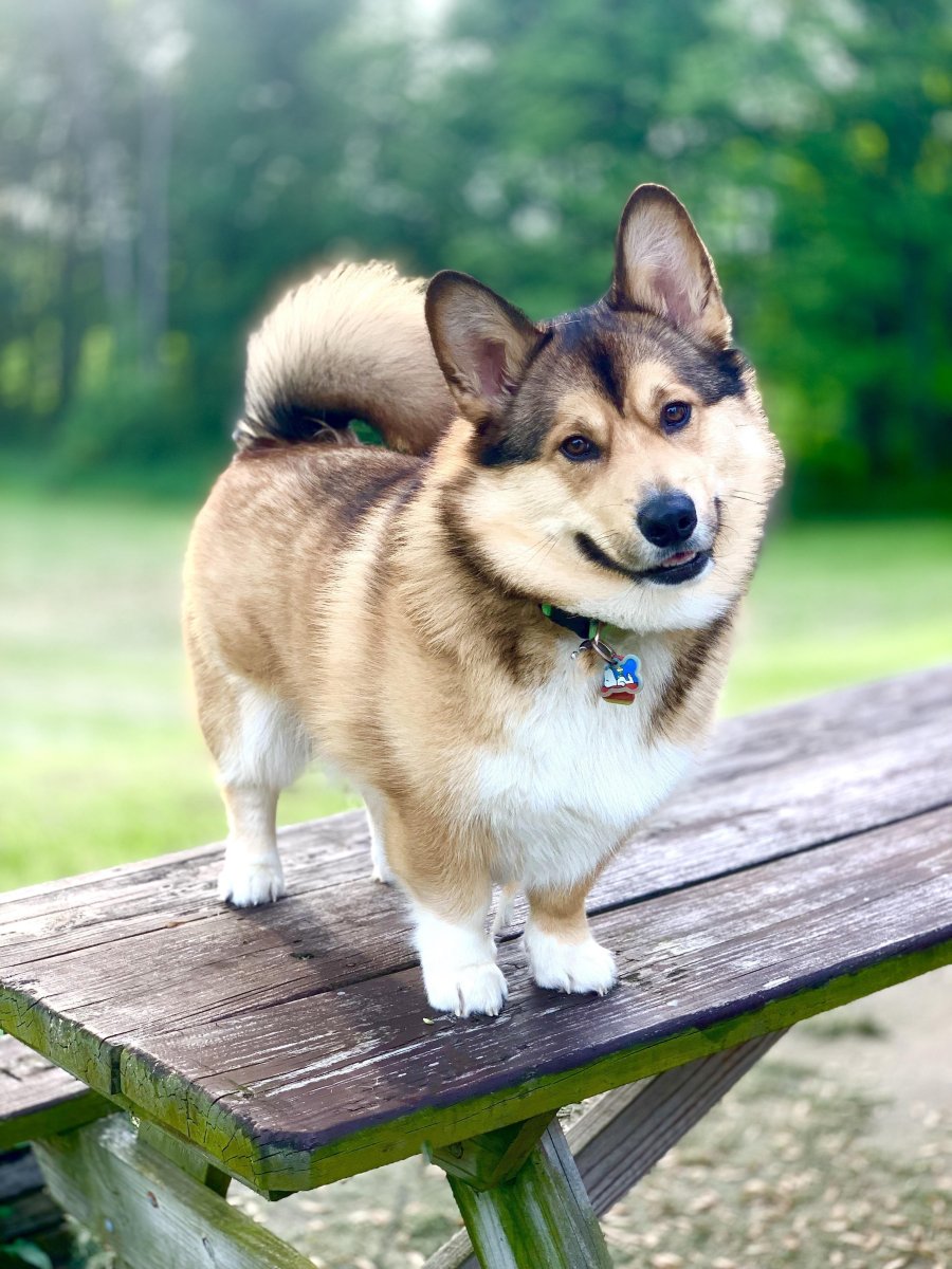 Вельш корги овчарка