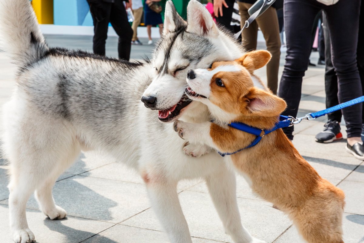Помесь хаски и корги