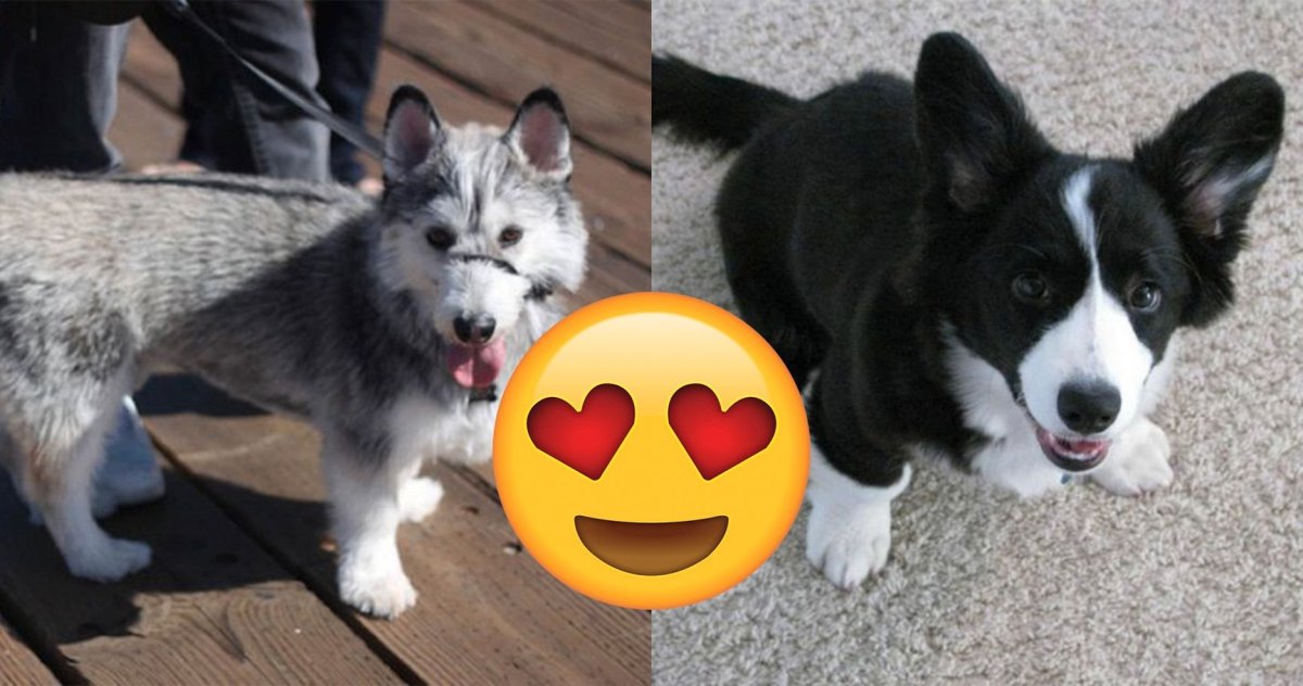 Дети хаски и корги