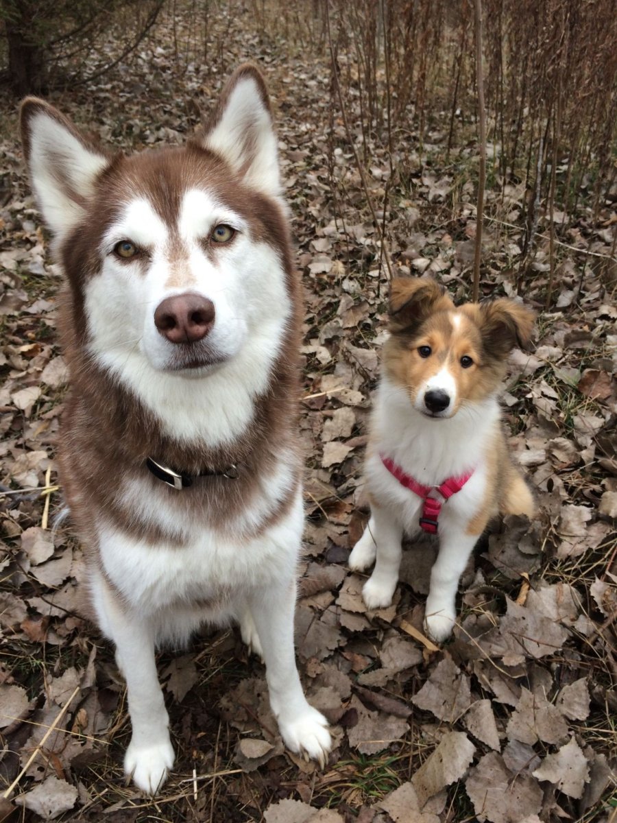 Помесь хаски и корги
