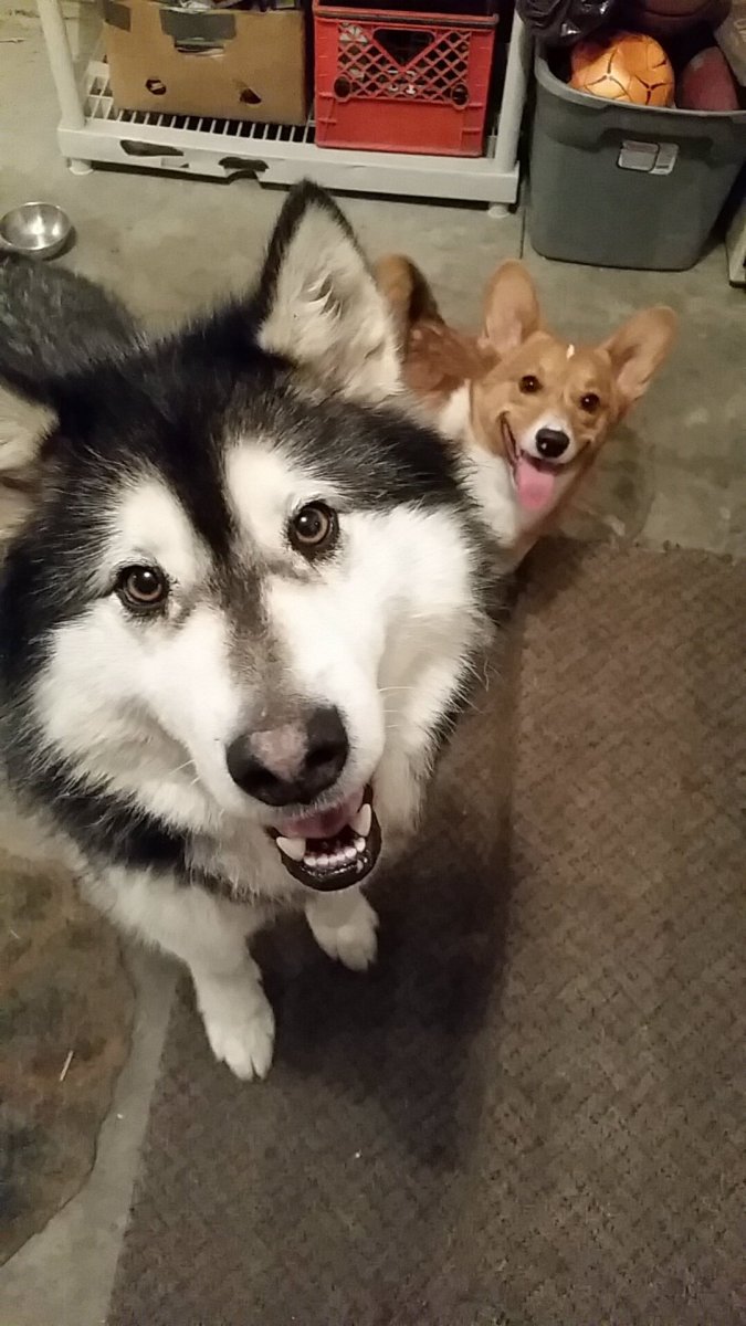 Маламут и корги