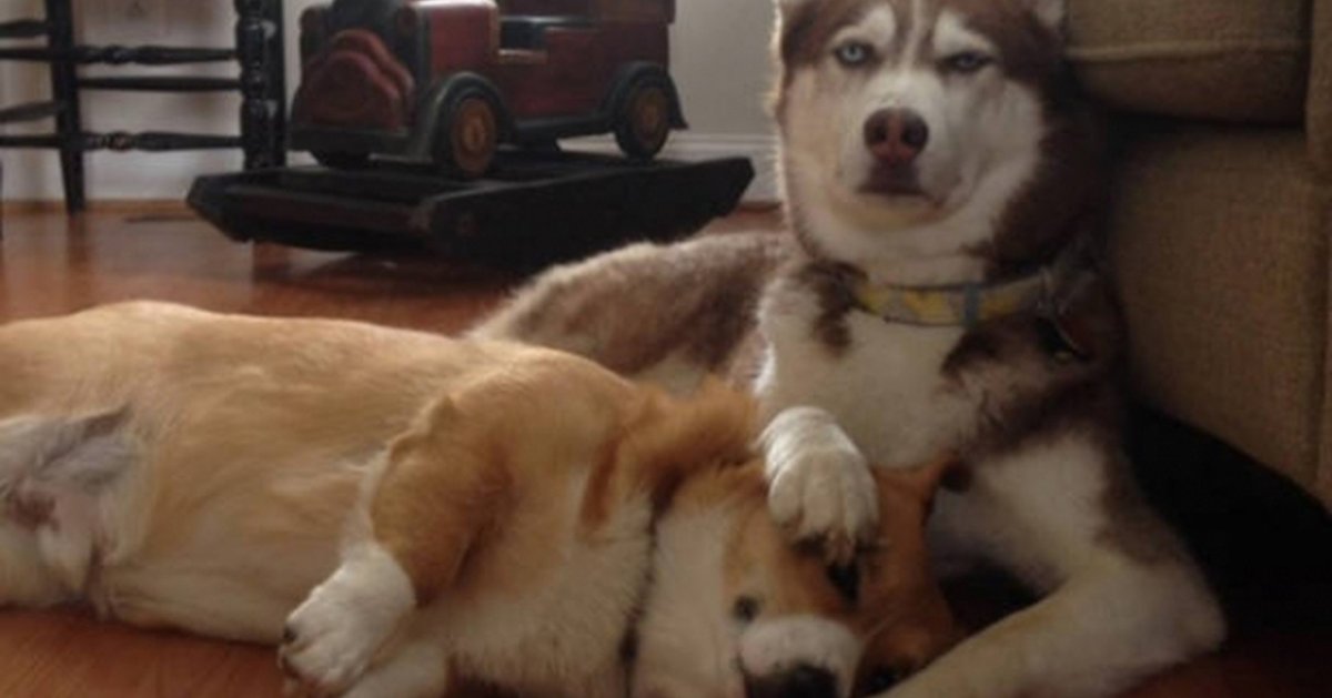 Королевский корги и 2 хаски