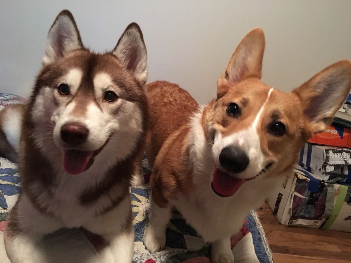 Метис корги и хаски
