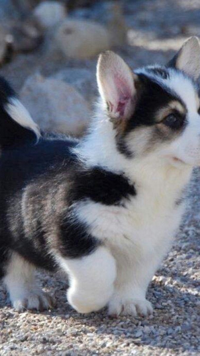 Вельш корги и хаски