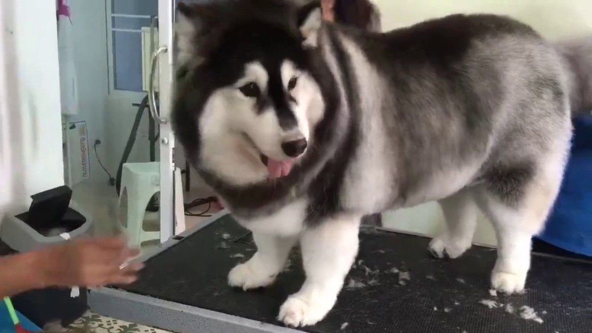 Корги плюс хаски