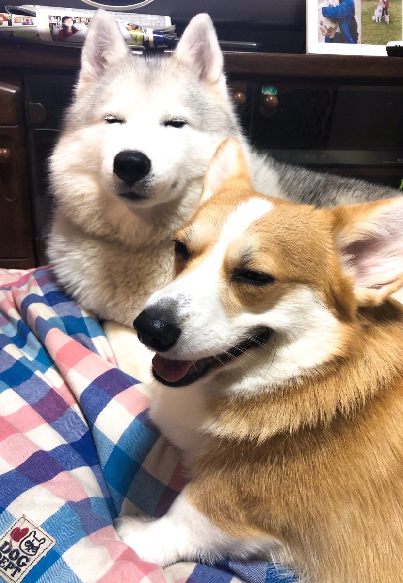 Сибирский хаски и корги